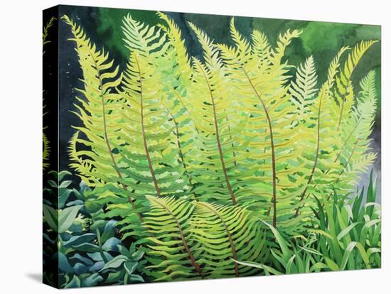 Spring Fern-Christopher Ryland-Premier Image Canvas