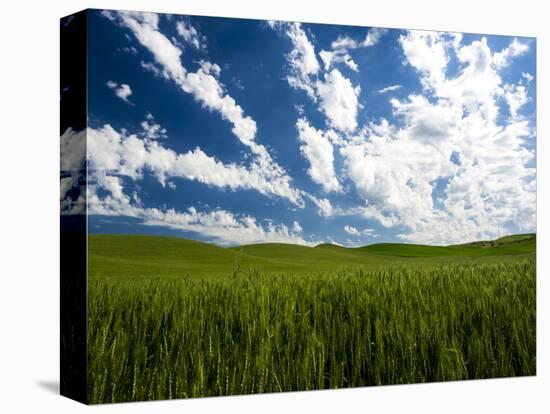 Spring fields of wheat, peas and barley-Terry Eggers-Premier Image Canvas