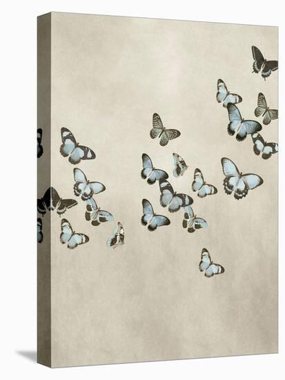 Spring Flight II-Deborah Devellier-Stretched Canvas