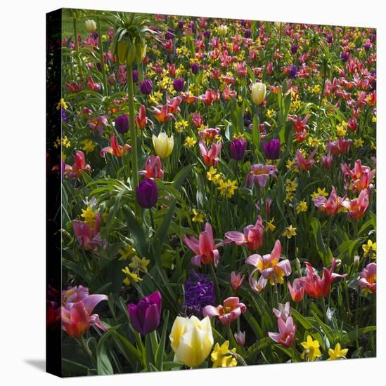 Spring Flowerbed with Tulips, Daffodils and Hyacinth-Anna Miller-Premier Image Canvas