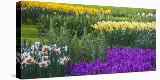 Spring Flowerbeds with Daffodils and Hyacinth-Anna Miller-Premier Image Canvas