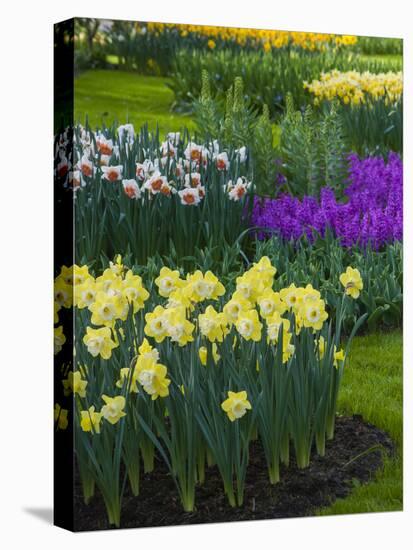 Spring flowerbeds with daffodils and hyacinth-Anna Miller-Premier Image Canvas