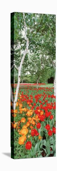 Spring Flowers, Lake Burley Griffin, Australia-null-Premier Image Canvas