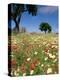 Spring Flowers, Majorca, Balearic Islands, Spain, Europe-John Miller-Premier Image Canvas