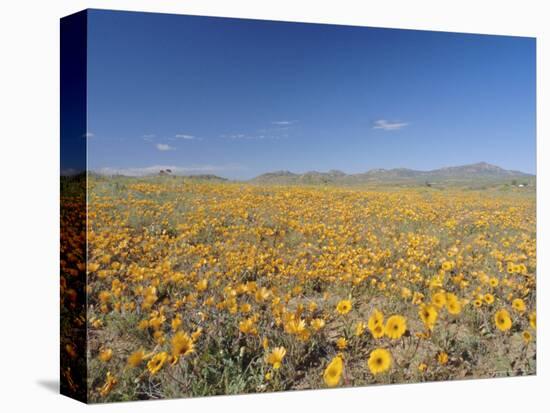 Spring Flowers, Springbok, Namaqualand, Northern Cape Province, South Africa-Christian Kober-Premier Image Canvas