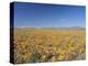 Spring Flowers, Springbok, Namaqualand, Northern Cape Province, South Africa-Christian Kober-Premier Image Canvas