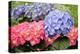 Spring Flowers-abracadabra99-Premier Image Canvas