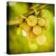 Spring Fruit-Jessica Rogers-Premier Image Canvas