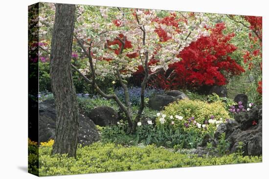 Spring Garden with Red Leaves on Tree and Blossom-Michael Freeman-Premier Image Canvas