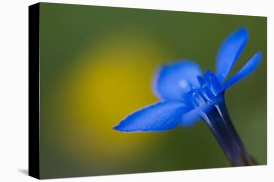 Spring Gentian (Gentiana Verna) Flower, Liechtenstein, June 2009-Giesbers-Premier Image Canvas