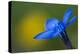 Spring Gentian (Gentiana Verna) Flower, Liechtenstein, June 2009-Giesbers-Premier Image Canvas