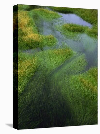 Spring Grasses in Calm Stream, Yellowstone National Park, Wyoming, USA-Jerry Ginsberg-Premier Image Canvas
