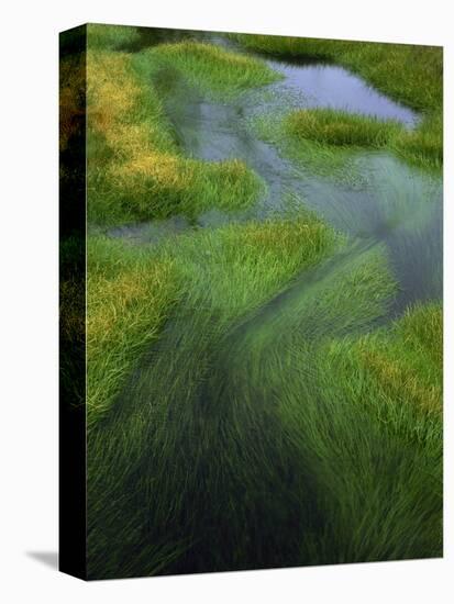 Spring Grasses in Calm Stream, Yellowstone National Park, Wyoming, USA-Jerry Ginsberg-Premier Image Canvas