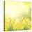 Spring Growing Daffodils in Garden-neirfy-Stretched Canvas