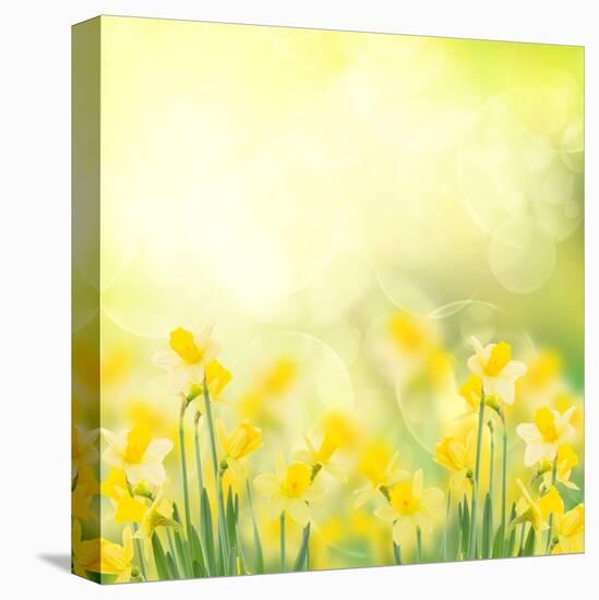 Spring Growing Daffodils in Garden-neirfy-Stretched Canvas