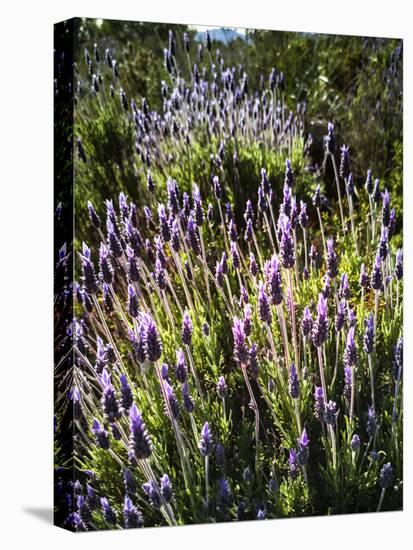Spring growing wild lavender (lavandula stoechas) in Malaga Province, Andalucia, Spain-Panoramic Images-Premier Image Canvas