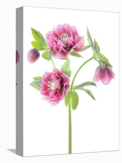 Spring Hellebores-Jacky Parker-Premier Image Canvas
