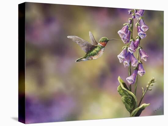 Spring Hummingbird-Sarah Davis-Premier Image Canvas