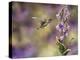 Spring Hummingbird-Sarah Davis-Premier Image Canvas