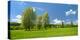 Spring in the Unstruttal, Poplars on Meadow with Dandelion, Near Freyburg-Andreas Vitting-Premier Image Canvas