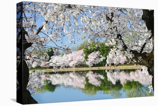 Spring in Washington DC - Cherry Blossom Festival at Tidal Basin-Orhan-Premier Image Canvas