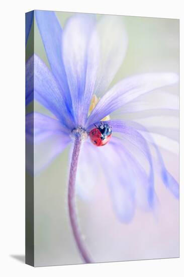 Spring Lady-Jacky Parker-Premier Image Canvas