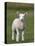 Spring Lamb, Scotland, United Kingdom, Europe-Ann & Steve Toon-Premier Image Canvas