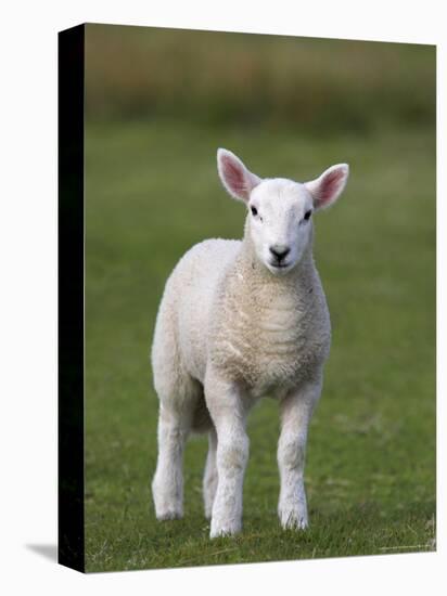 Spring Lamb, Scotland, United Kingdom, Europe-Ann & Steve Toon-Premier Image Canvas