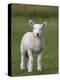 Spring Lamb, Scotland, United Kingdom, Europe-Ann & Steve Toon-Premier Image Canvas