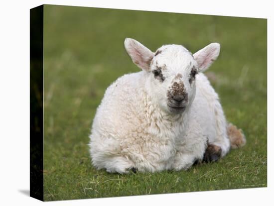 Spring Lamb, Scotland, United Kingdom-Steve & Ann Toon-Premier Image Canvas