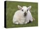 Spring Lamb, Scotland, United Kingdom-Steve & Ann Toon-Premier Image Canvas