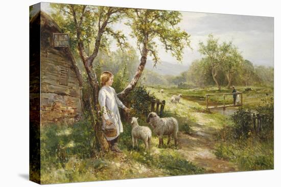 Spring Lambs-Ernest Walbourn-Premier Image Canvas