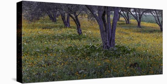 Spring landscape in olive grove, Morocco-Art Wolfe-Premier Image Canvas