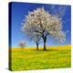 Spring Landscape With Blooming Cherry Trees-volrab vaclav-Premier Image Canvas