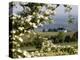 Spring Landscape with Little Church Near Nittel, Mosel-Valley, Rhineland-Palatinate, Germany, Europ-Hans Peter Merten-Premier Image Canvas