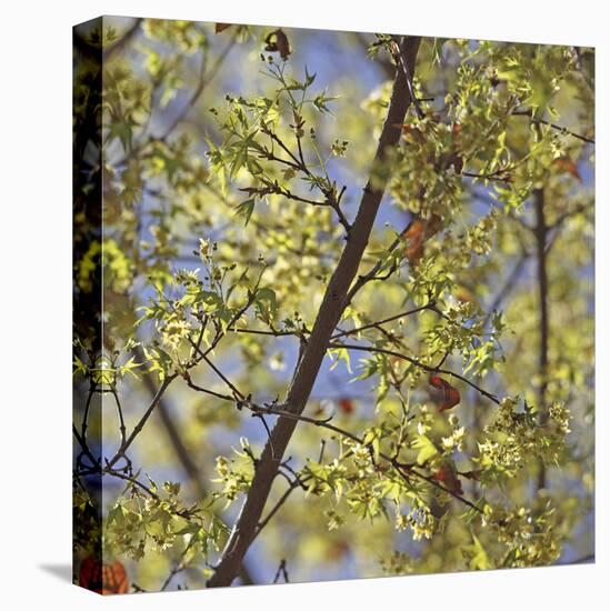 Spring Leaves 2-Ken Bremer-Stretched Canvas