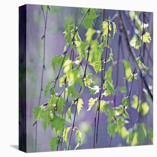 Spring Leaves-Ken Bremer-Stretched Canvas