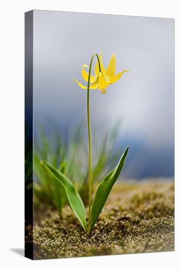 Spring Lily-Ursula Abresch-Premier Image Canvas