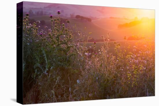 Spring Magic Wildlfowers Sunrise Magic Petaluma Sonoma-Vincent James-Premier Image Canvas