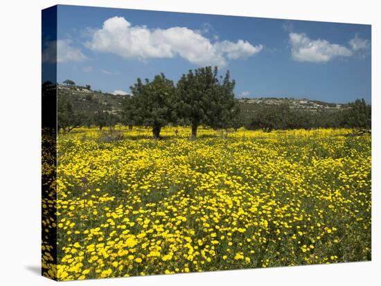 Spring Meadow, Near Limassol, Cyprus, Europe-Stuart Black-Premier Image Canvas