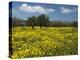 Spring Meadow, Near Limassol, Cyprus, Europe-Stuart Black-Premier Image Canvas