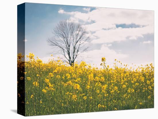 Spring Meadow-Aledanda-Premier Image Canvas