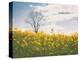 Spring Meadow-Aledanda-Premier Image Canvas
