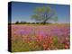 Spring Mesquite Trees Growing in Wildflowers, Texas, USA-Julie Eggers-Premier Image Canvas