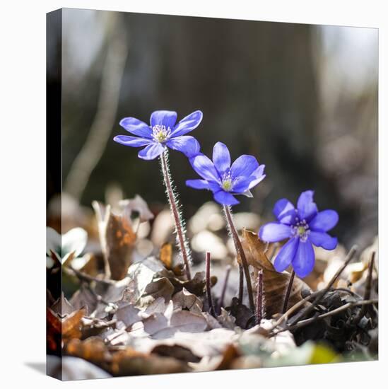 Spring Messengers, Blossoming, Liverworts-Jurgen Ulmer-Premier Image Canvas