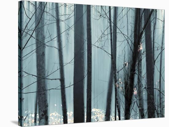 Spring Mist II-Marvin Pelkey-Stretched Canvas