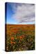 Spring Moment Wildflower Fields Lancaster Southern California Poppies-Vincent James-Premier Image Canvas