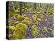 Spring Moss in Great Smoky Mountains-Gary W. Carter-Premier Image Canvas