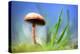 Spring Mushroom-Ursula Abresch-Premier Image Canvas