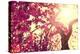 Spring Nature Background Blooming Tree over Sunny Sky. Spring Blossom. Apple Flowers. Sun Flare. Vi-Subbotina Anna-Premier Image Canvas